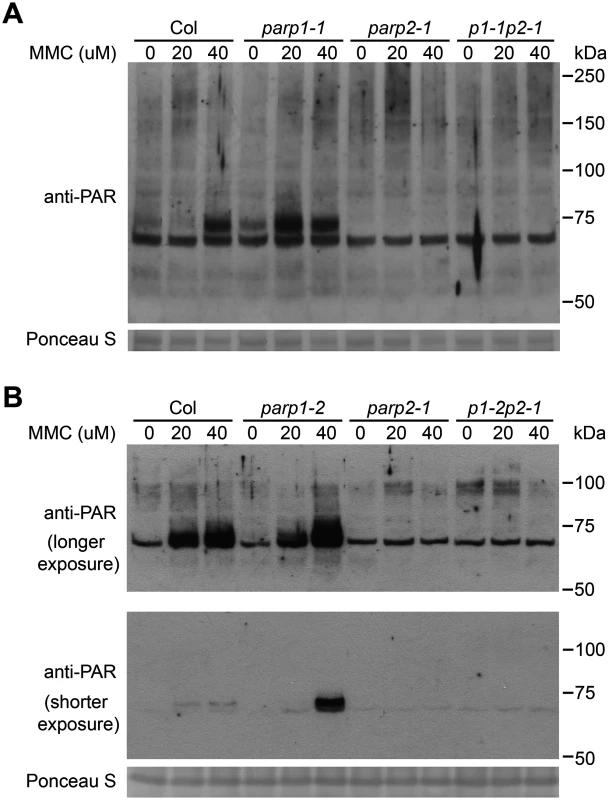 PARP2 activity is regulated by PARP1 in response to DNA alkylating agent mitomycin C.