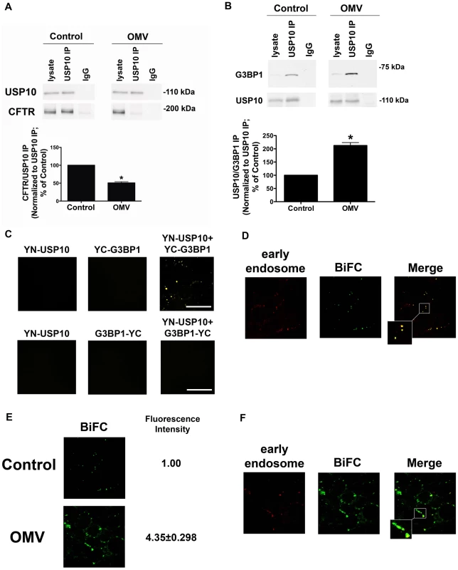Cif disrupts CFTR-USP10 interaction by stabilizing the USP10-G3BP1 interaction.