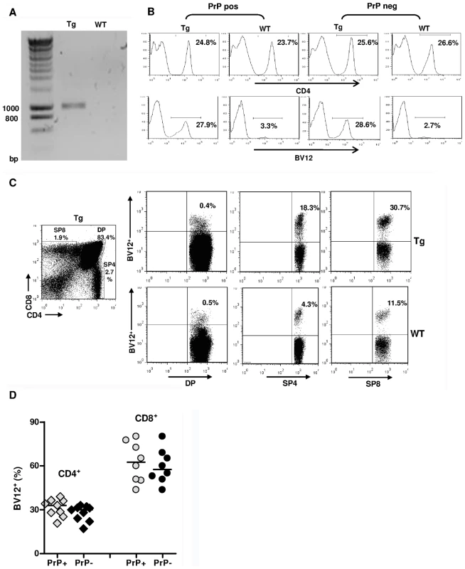 Expression of the TCR β-chain transgene in PrP+ and PrP– mice.