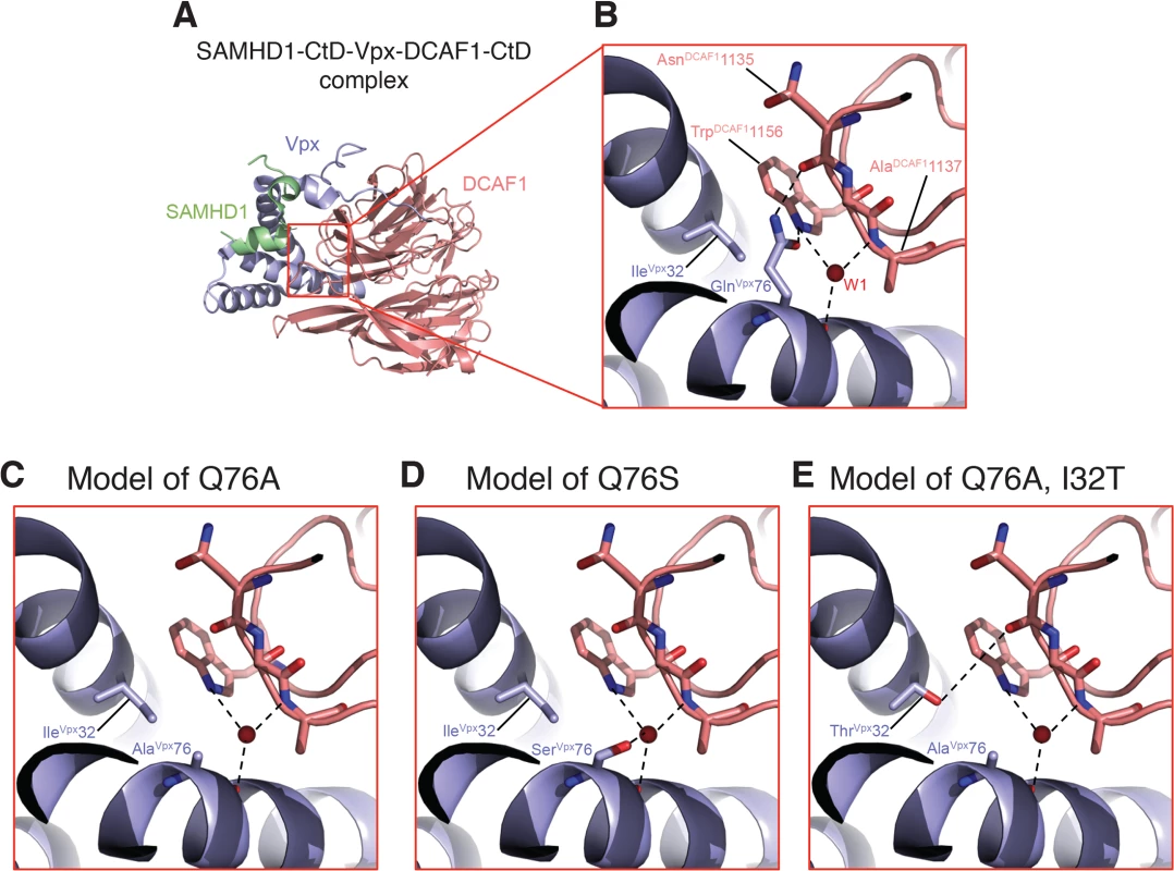 Mapping of Vpx mutations at the Vpx-DCAF1-SAMHD1 interface.