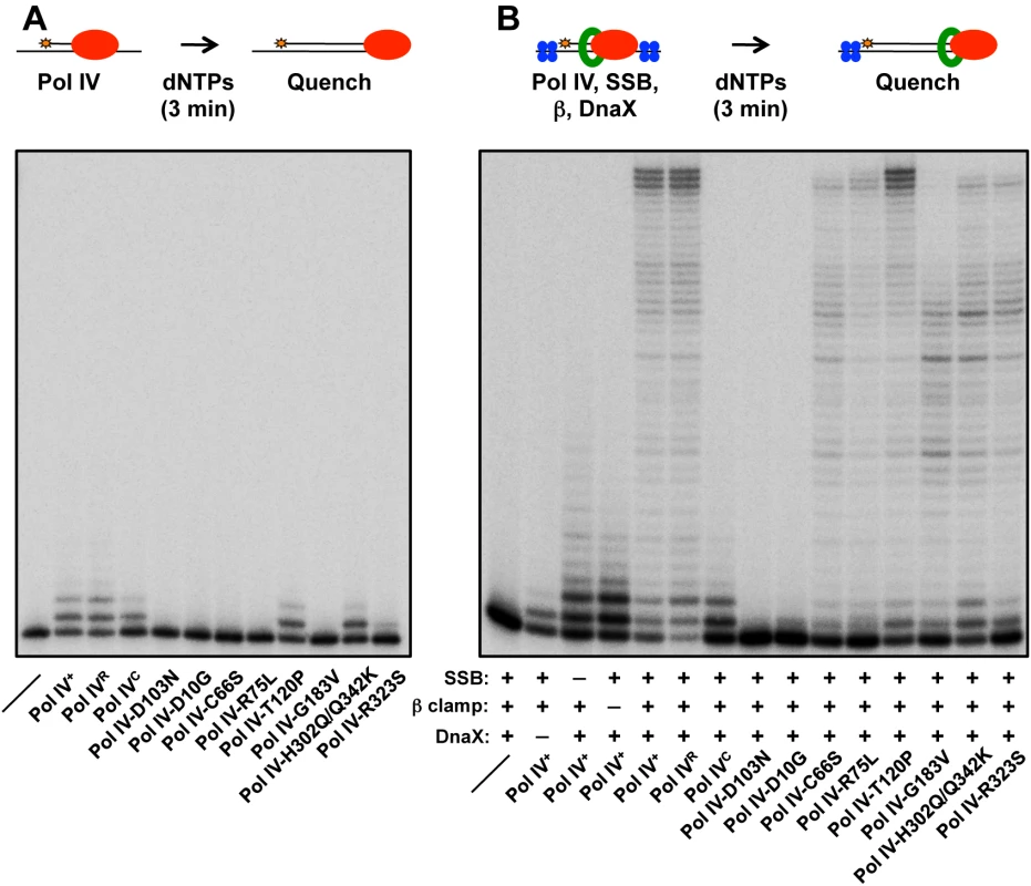 Ability of mutant Pol IV proteins to catalyze replication <i>in vitro</i>.