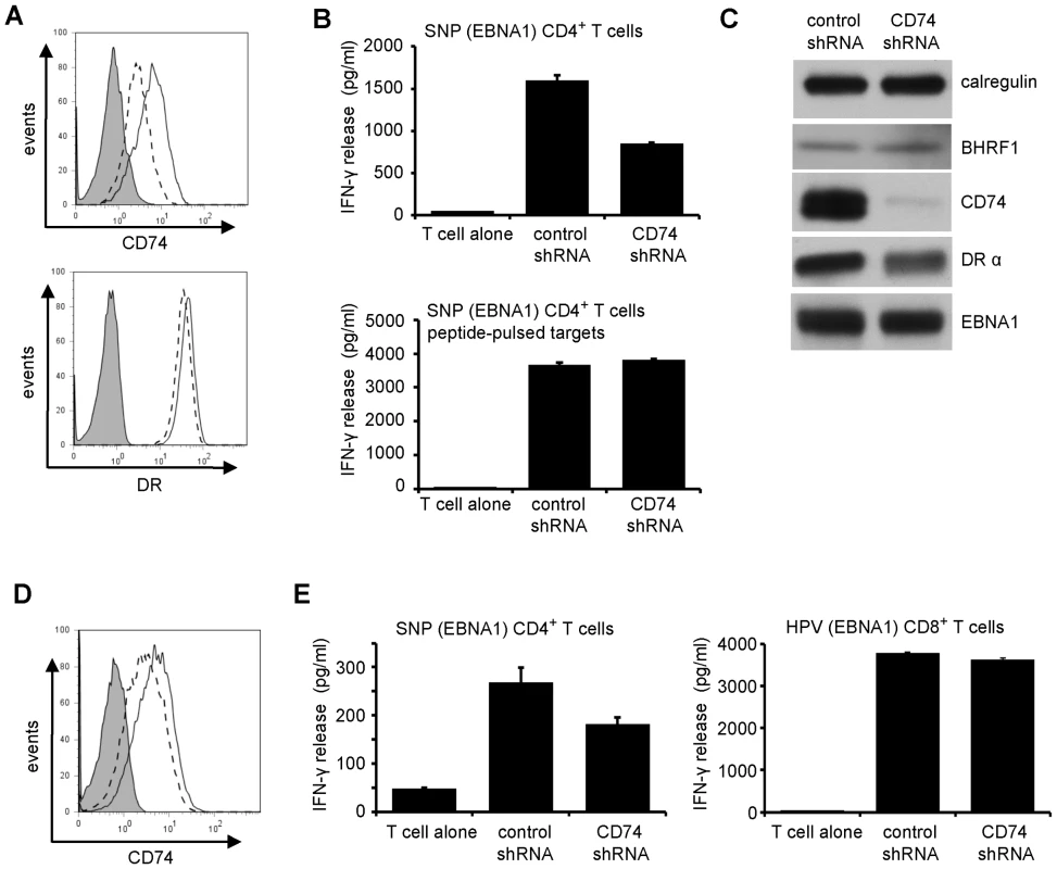 Downregulation of CD74 is sufficient to impair CD4<sup>+</sup> T cell recognition.
