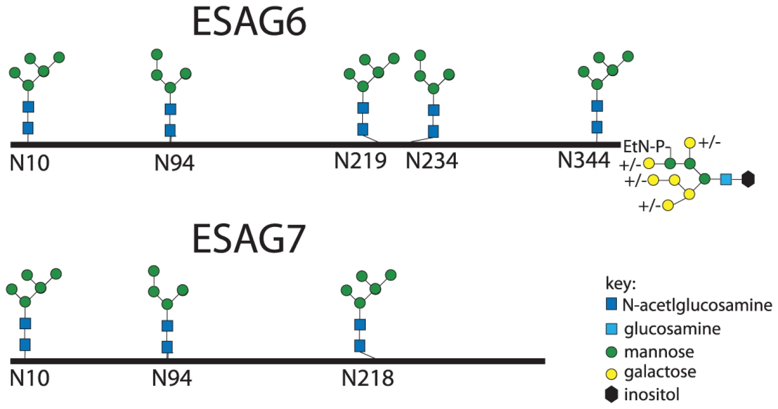 Glycosylation patterns of ESAG6 and ESAG7.