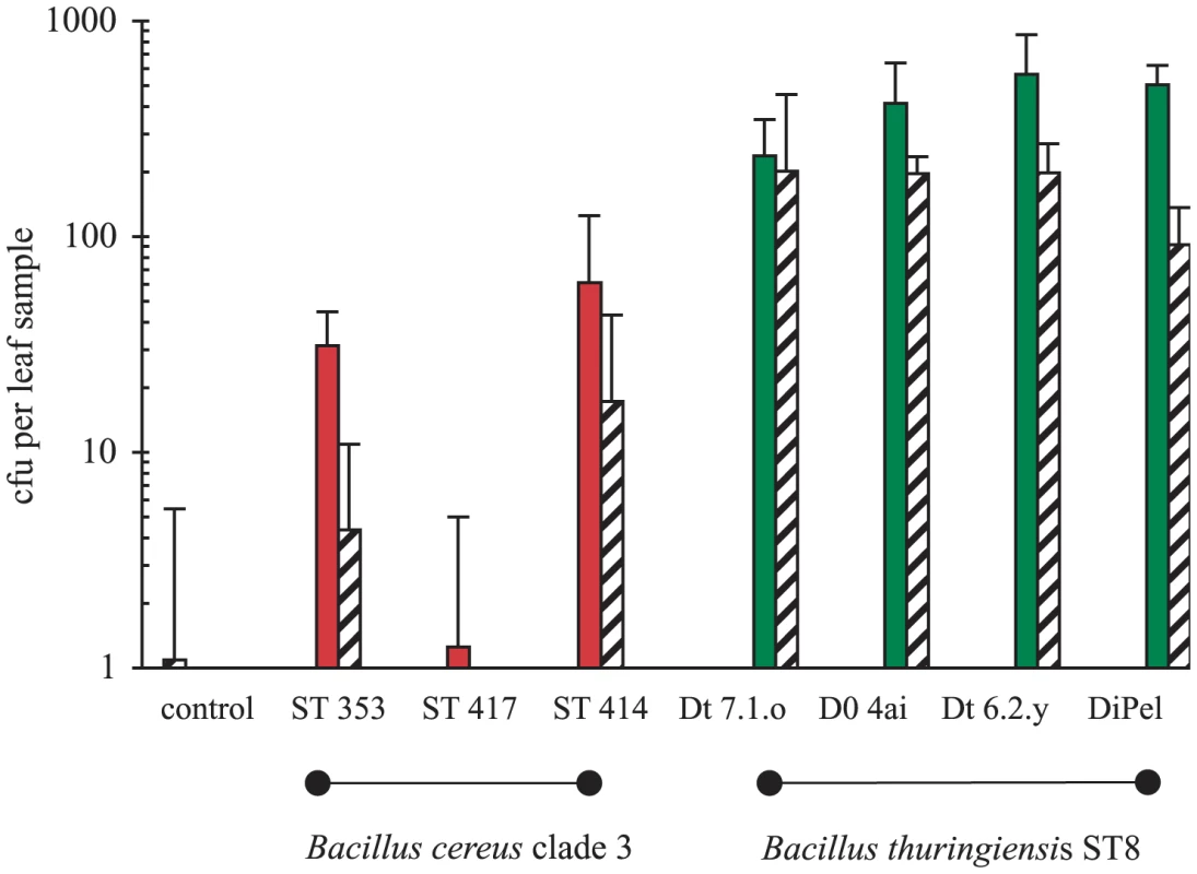 Variation in the ability of <i>B. cereus</i> clade 3 bacteria and <i>B. thuringiensis</i> (ST8) to colonize growing plants from experimentally inoculated soil.