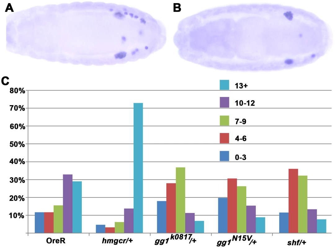 Mutations in <i>gγ1</i> and <i>shf</i> dominantly suppress the PGC migration defects induced by ectopic expression of <i>hmgcr</i> in the nervous system.