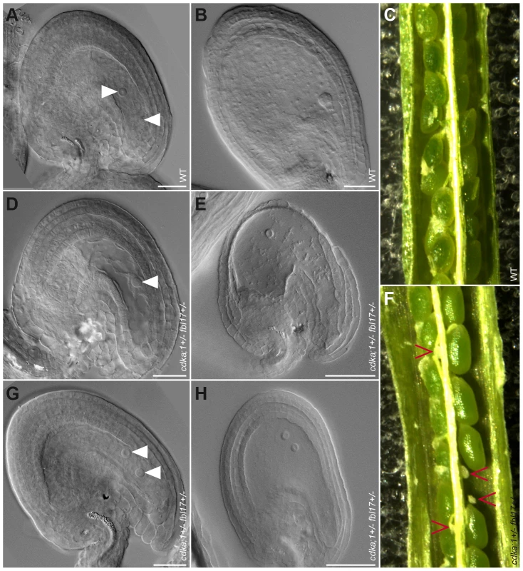 Mature ovules and seed development in wild type and <i>cdka;1 fbl17</i> double mutant.