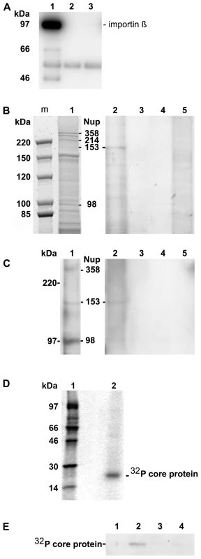 Co-immune precipitation of Nup153 from rat nuclear extracts with Immat-C.