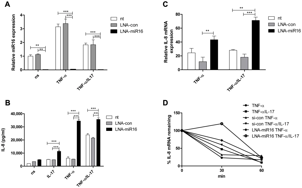 miR16 down-regulates IL-8 expression by promoting IL-8 mRNA degradation.
