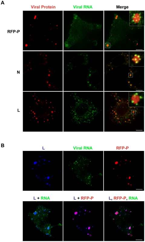 The VSV N, P and L proteins localize at the sites of RNA synthesis.
