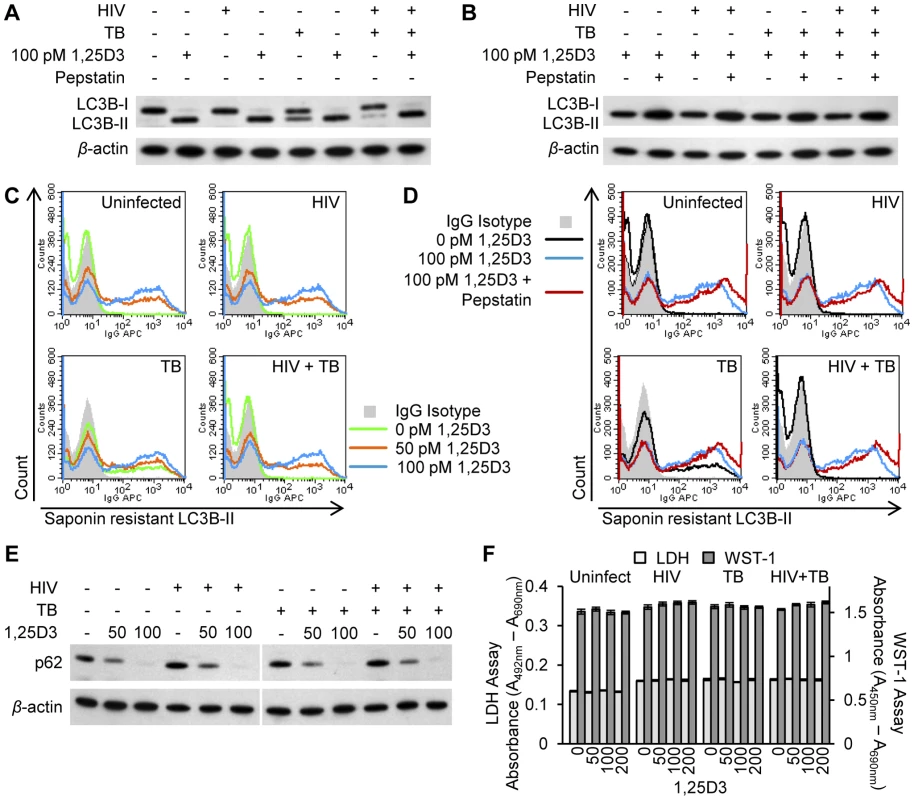 1,25D3 induces autophagy in human macrophages co-infected with HIV and <i>M. tuberculosis</i>.