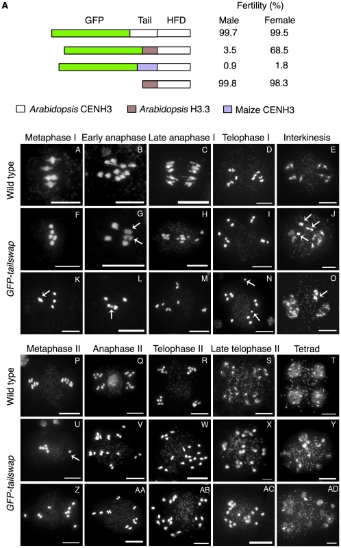 Altering the CENH3 N-terminal tail domain leads to defects in meiotic chromosome segregation.