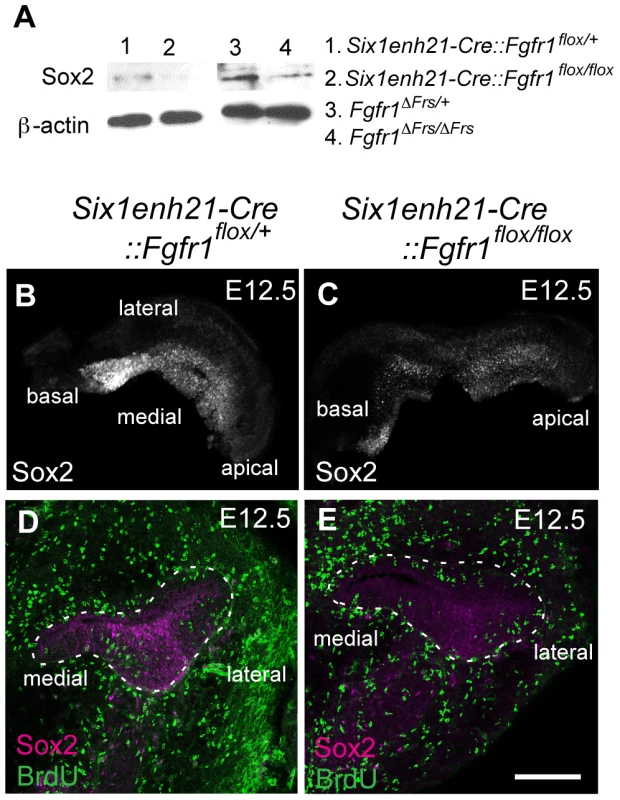 Sox2 is down-regulated prior to prosensory domain formation in FGFR1 signalling mutants.