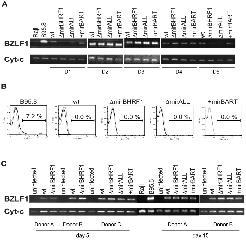 Expression of <i>BZLF1</i> and <i>BLLF1</i> in prototype 2089 or miRNA mutant EBV-infected LCLs.