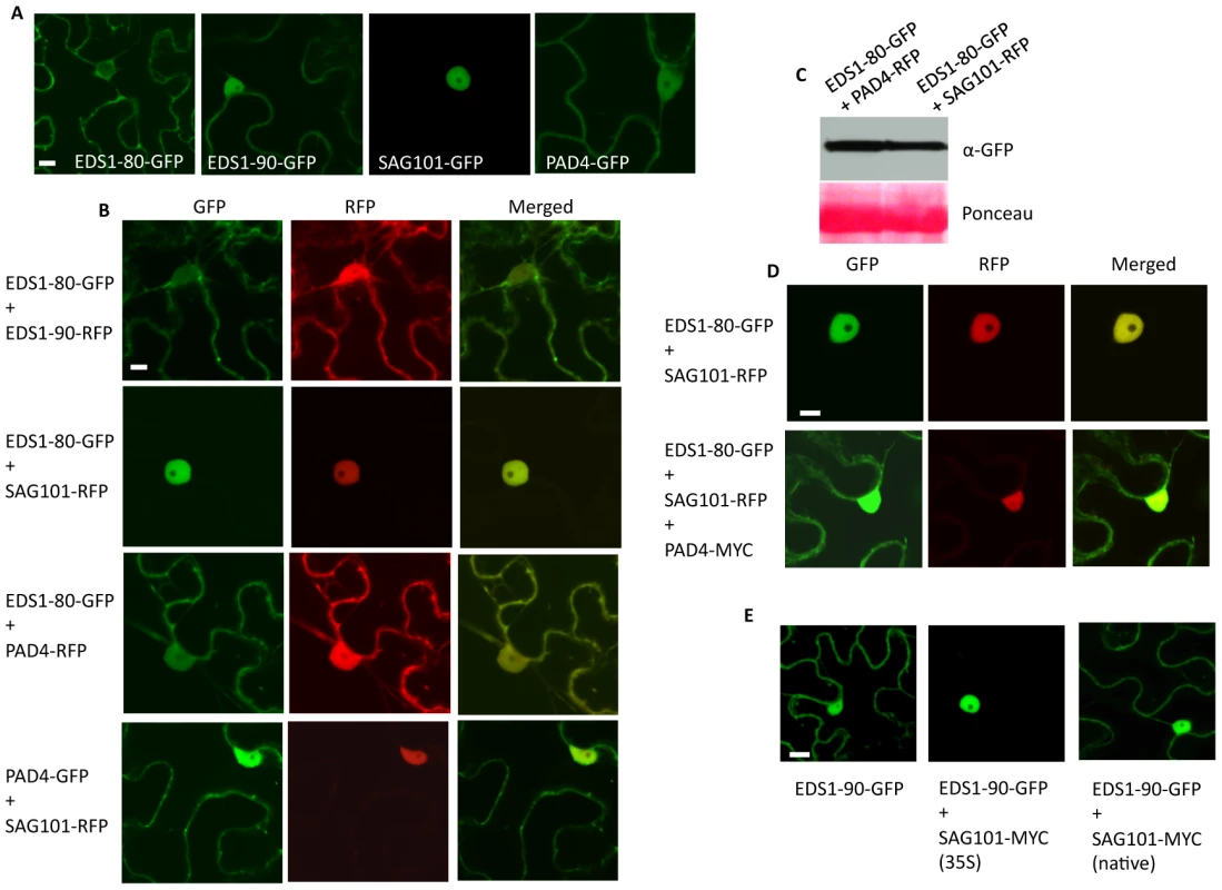 EDS1 preferentially localizes to the nucleus in the presence of SAG101.