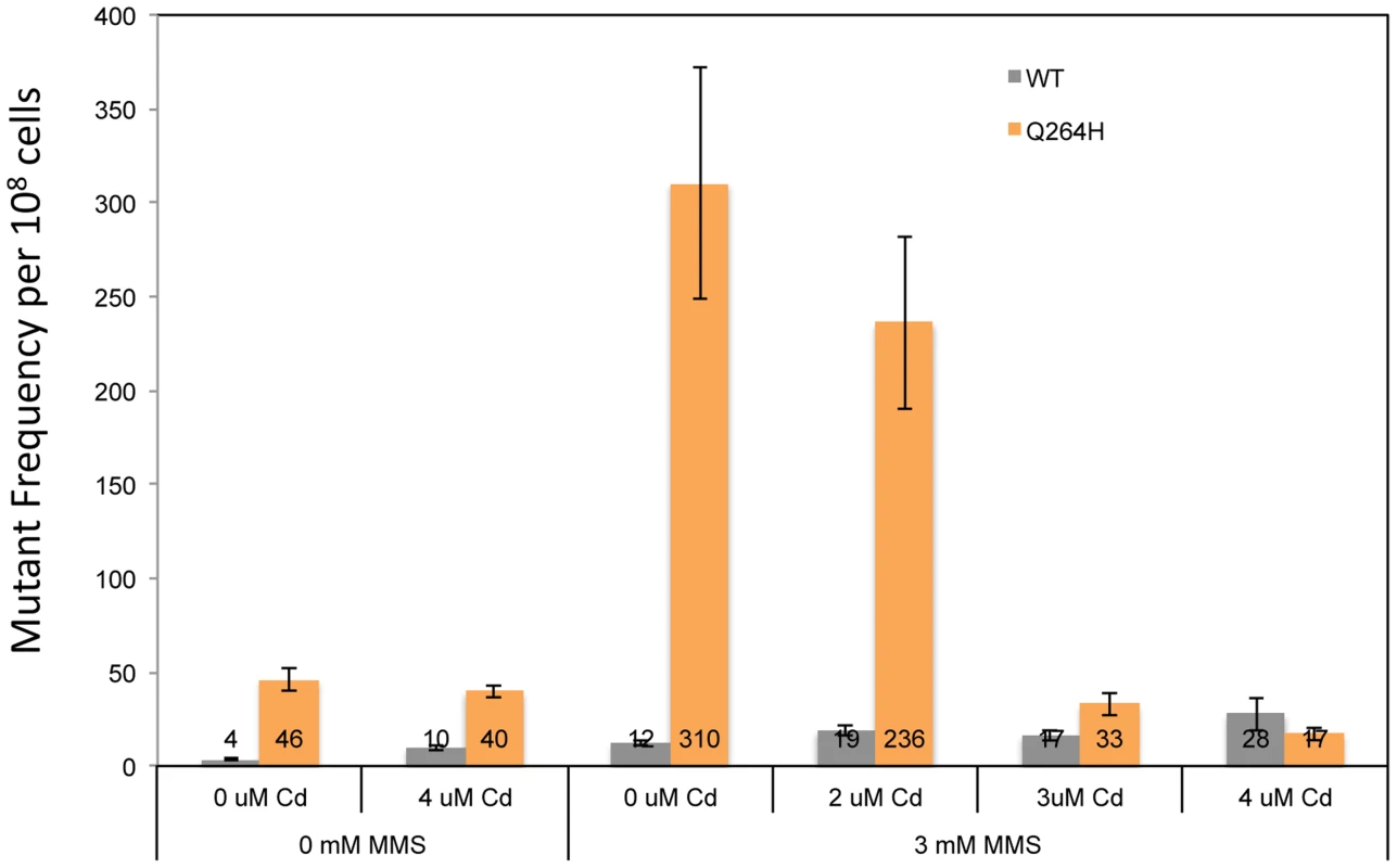 Exposure to CdCl<sub>2</sub> suppressed the MMS-induced increase in MtDNA mutant frequency.