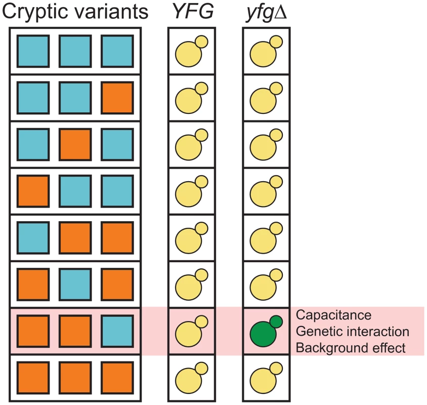 Capacitance, higher-order genetic interactions, and genetic background effects might be related phenomena that involve interactions among capacitating mutations and cryptic variants.