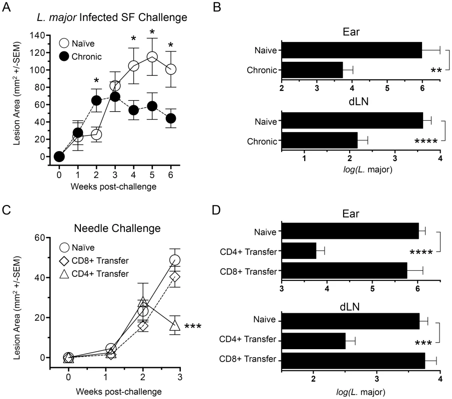 Chronic primary <i>L. major</i> infection protects against cutaneous Leishmaniasis initiated by infected sand fly challenge; CD4<sup>+</sup> Th cells transfer protection.