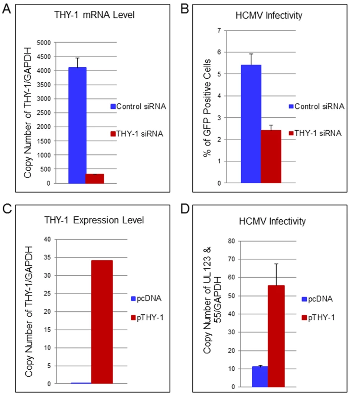 Down-regulation of THY-1 expression impairs HCMV entry and exogenous expression of THY-1 enhances entry.