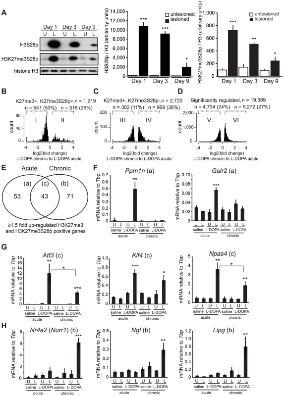 Chronic administration of L-DOPA decreases the induction of H3K27me3S28p and alters the transcriptomal response to L-DOPA.