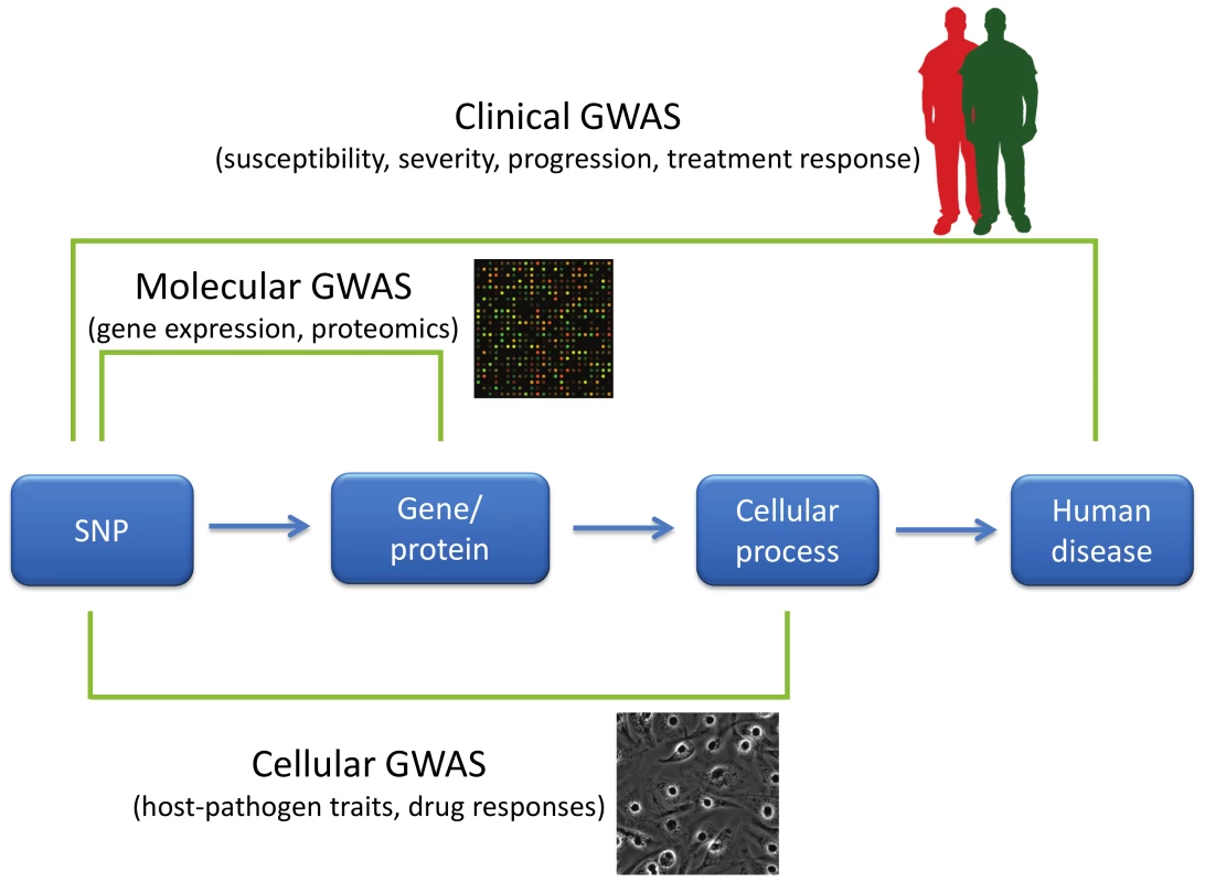 GWAS of varying phenotypic scales.