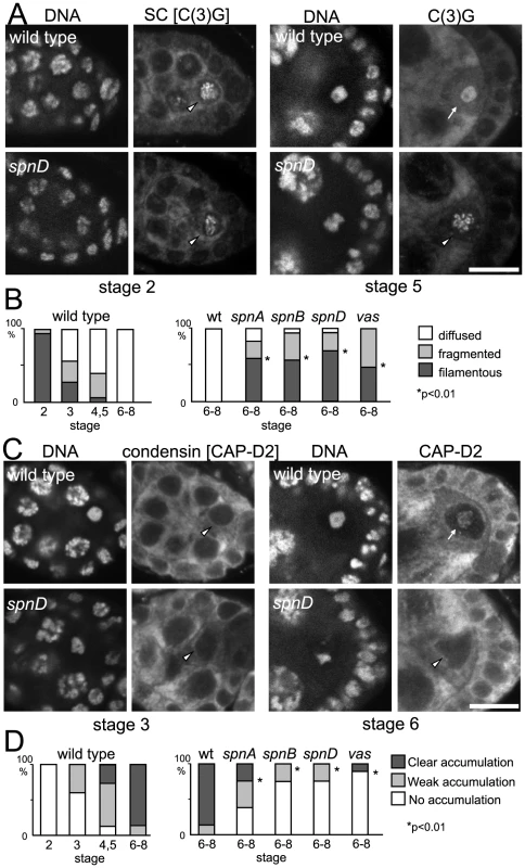 Disassembly of the synaptonemal complex and loading of the condensin complex is delayed by meiotic checkpoint activation.