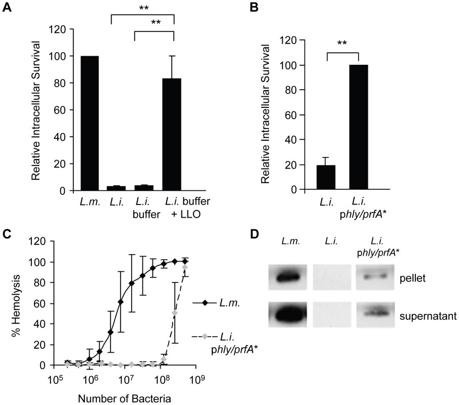 LLO is sufficient to induce the entry of noninvasive <i>L. innocua</i> into HepG2 cells.