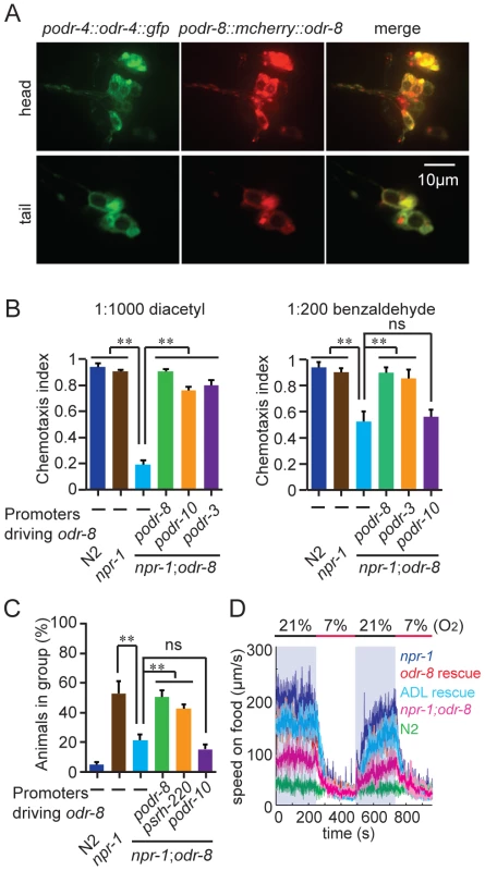 ODR-8 is co-expressed with ODR-4 in chemosensory neurons.