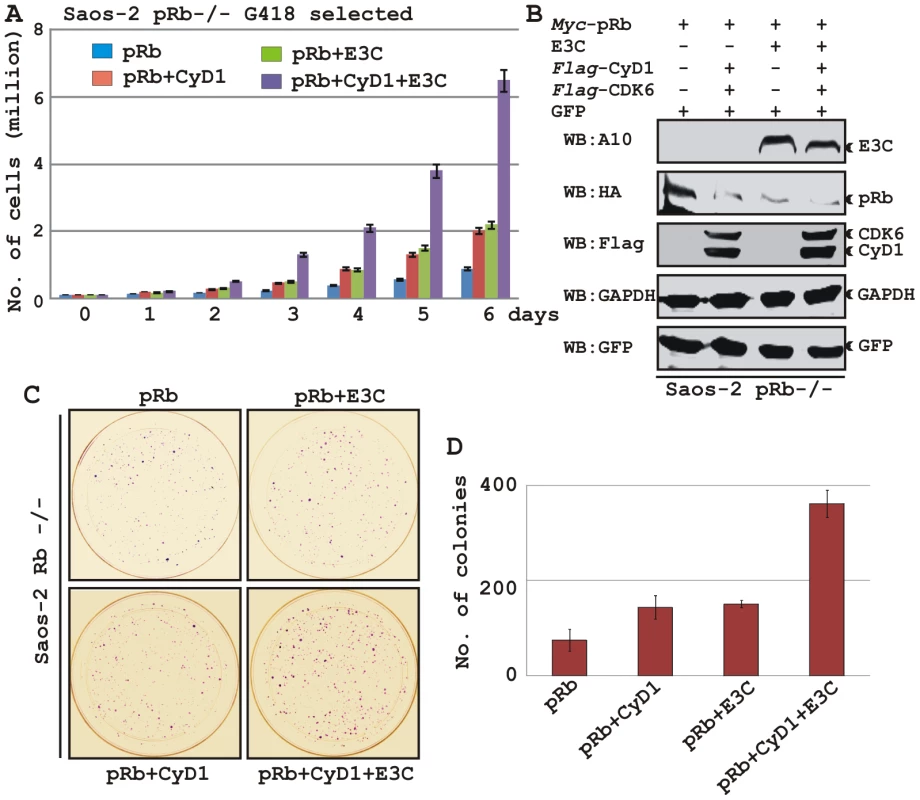 EBNA3C coupled with Cyclin D1/CDK6 complex nullifies the growth suppressive effect by pRb.