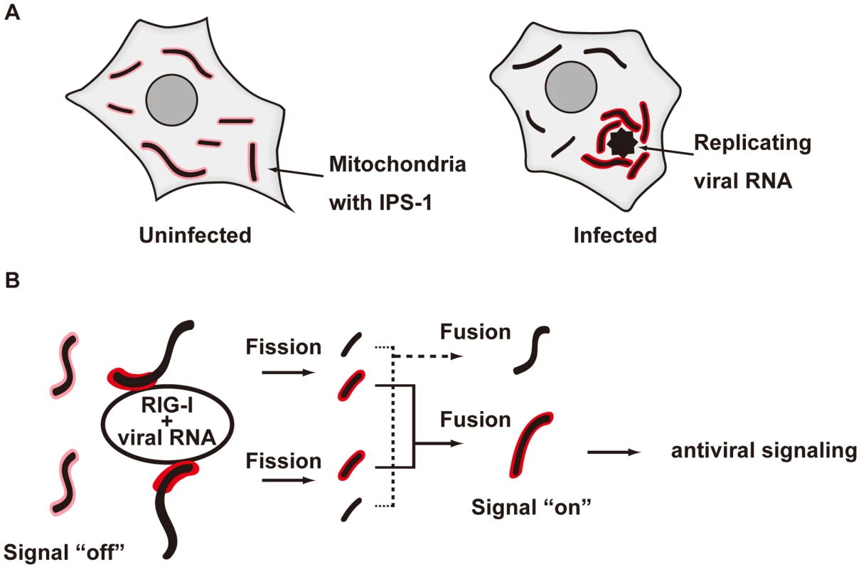 Model for the redistribution of IPS-1 mediated by mitochondrial organization.