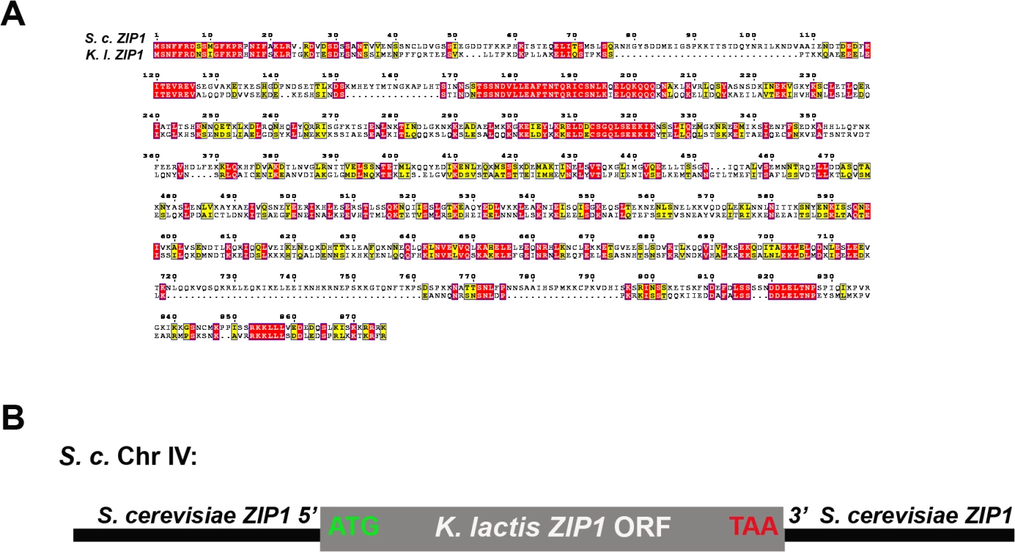 Alignment of <i>K. lactis</i> and <i>S. cerevisiae</i> Zip1 and experimental design.