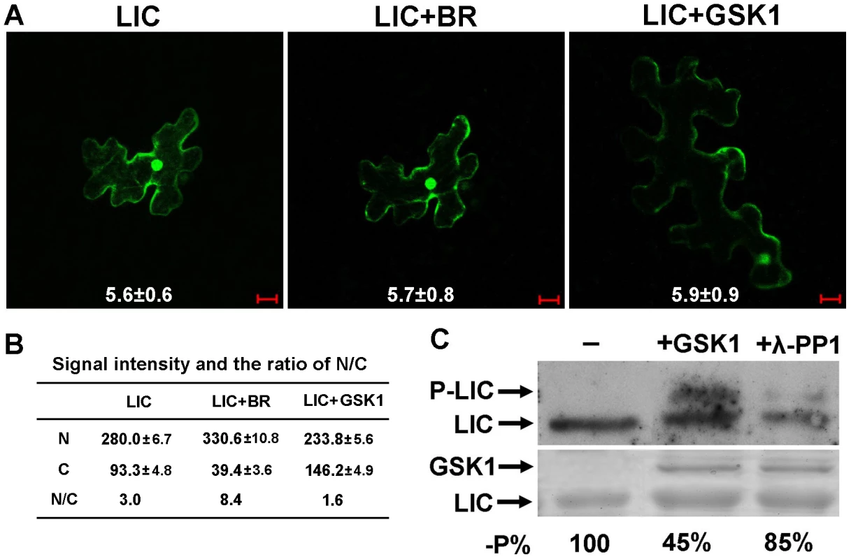 GSK1 phosphorylates LIC and reduces its nuclear localization.
