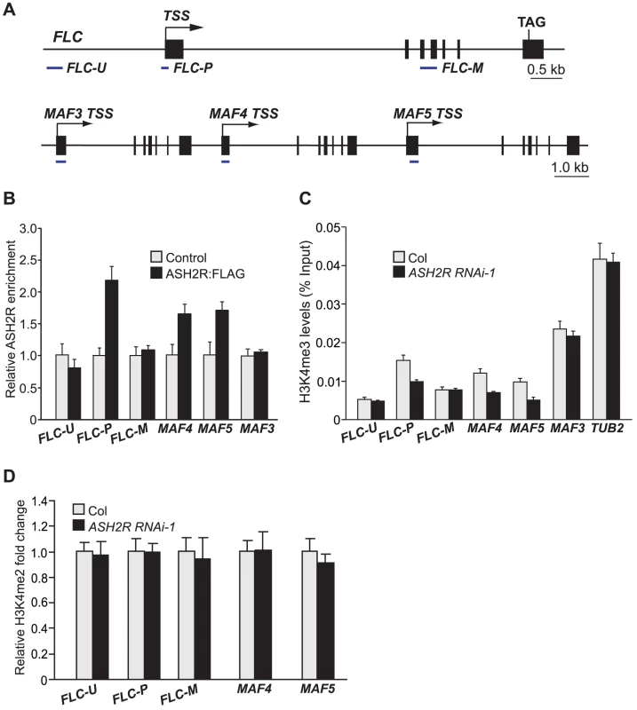 ASH2R Directly Mediates H3K4 Trimethylation in Its Target Genes <i>FLC</i>, <i>MAF4</i>, and <i>MAF5</i>.