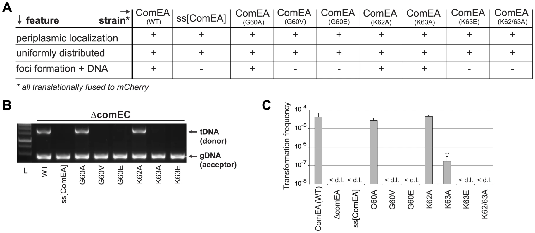 <i>In vivo</i> validation of ComEA-DNA interaction sites.