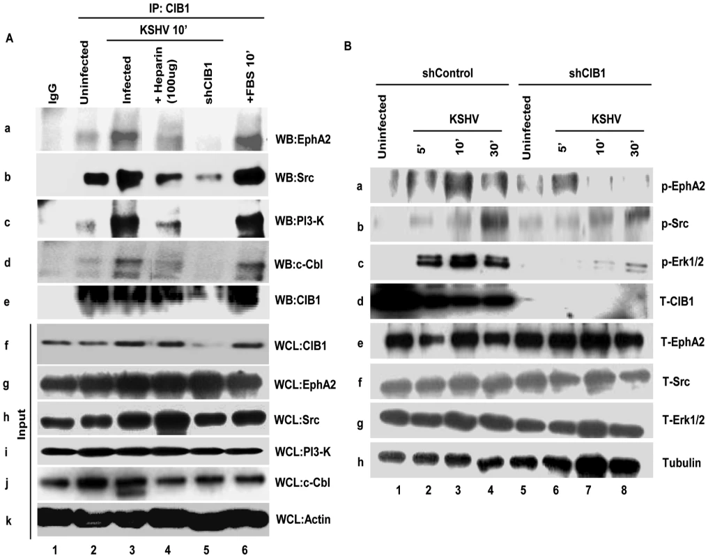 CIB1 association with KSHV macropinocytosis associated signal molecules and regulation of signal pathways early during <i>de novo</i> infection of HMVEC-d cells.