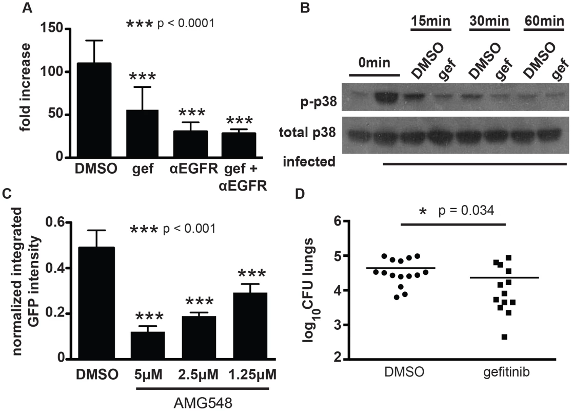 EGFR is important for mycobacterial infection of macrophages and in a mouse model of infection.