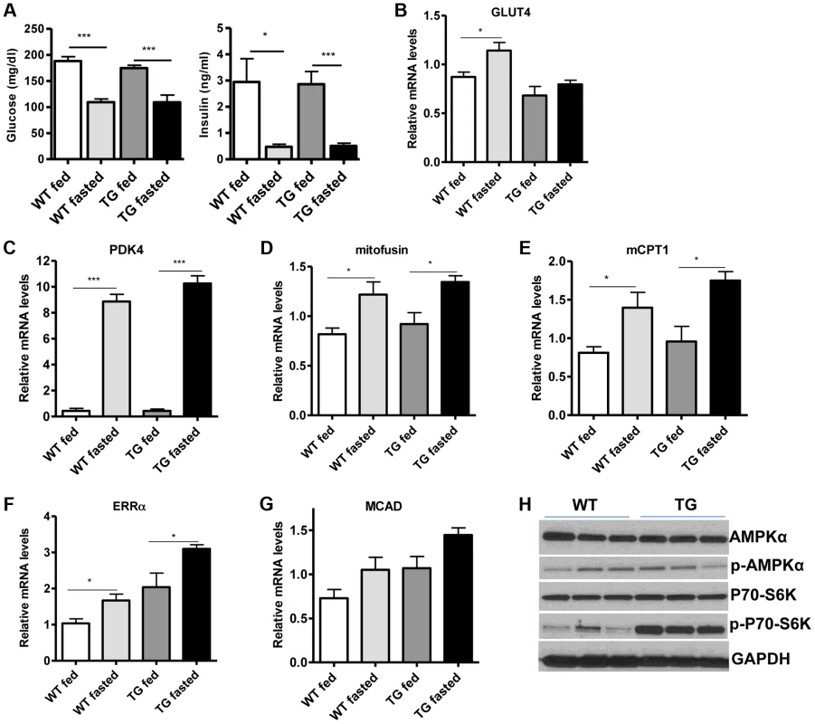 SIRT1 overexpression in skeletal muscle does not affect the fasting response.