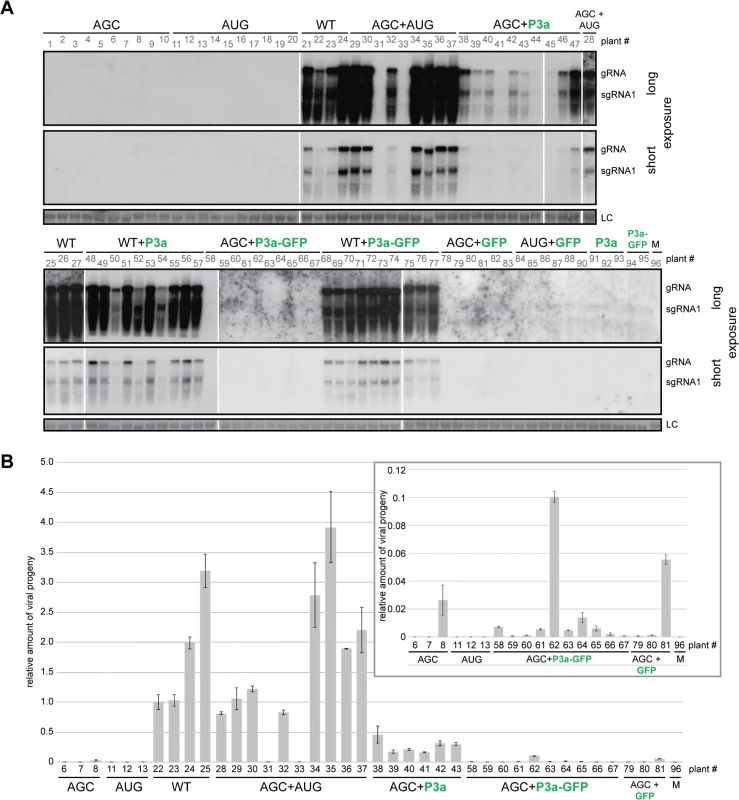 Complementation analysis of ORF3a mutants.