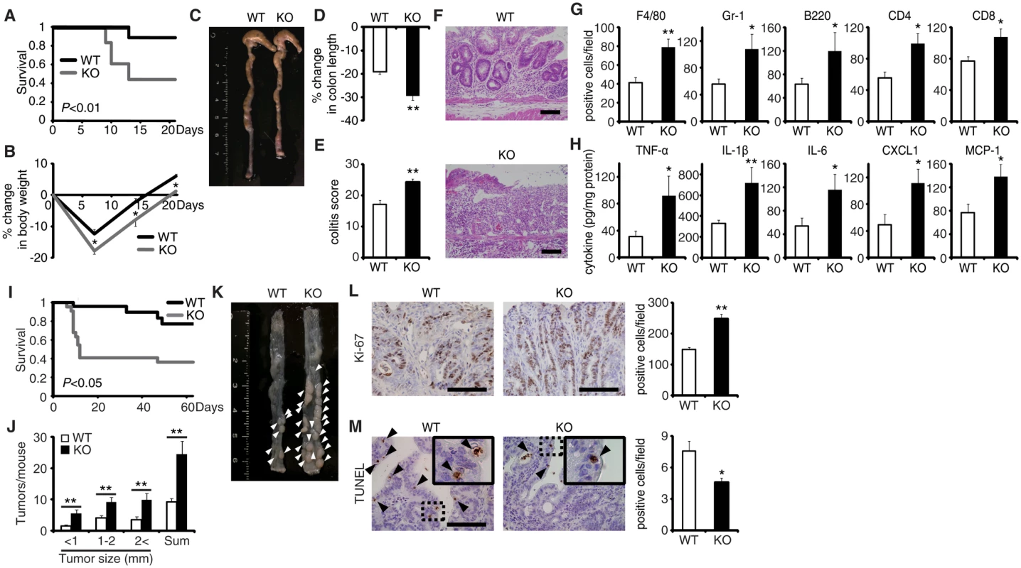 EPRAP deficiency exacerbates DSS-induced colitis and adenoma formation after AOM/DSS treatment.