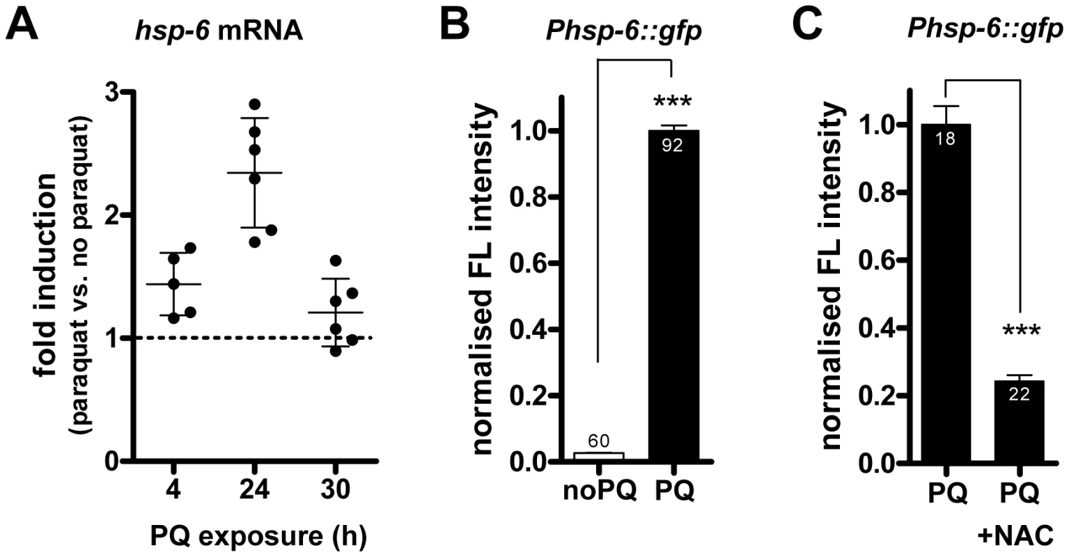 Paraquat induces <i>hsp-6</i> and its reporter in a ROS–dependent manner.
