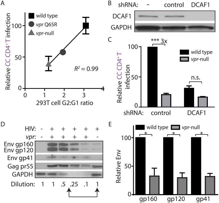 DCAF1 is required for Vpr-dependent HIV-1 spread from macrophages to CD4<sup>+</sup> T lymphocytes.