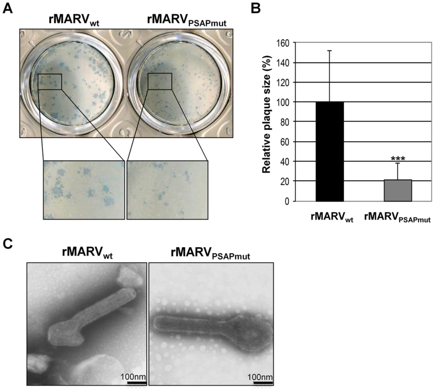 rMARV<sub>PSAPmut</sub> shows reduced plaque size but unaltered particle morphology.