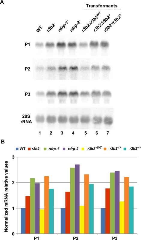 The RNase III domain-like of R3B2 is essential for R3B2 function.