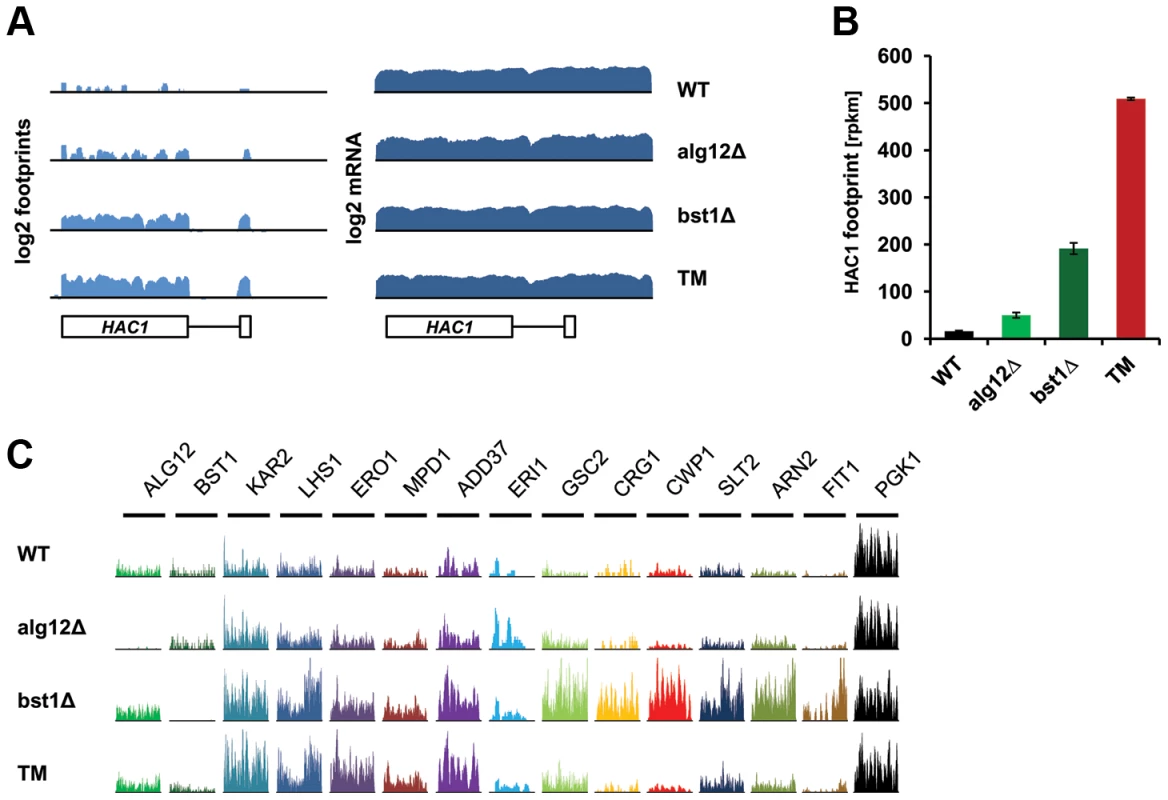 Deletion of <i>ALG12</i> and <i>BST1</i> induce UPR signaling and translation of UPR target genes.