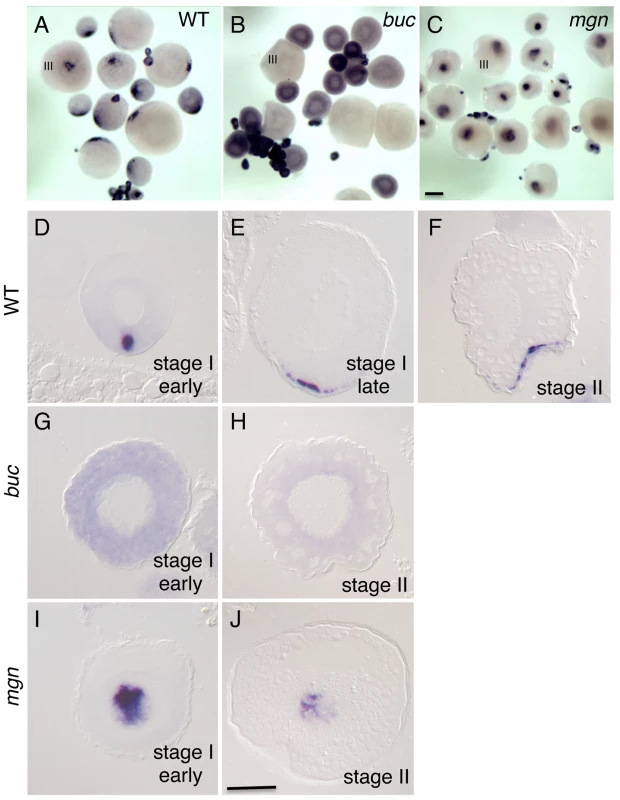 Localization of <i>grip2a</i> mRNA in wild-type and mutant oocytes.