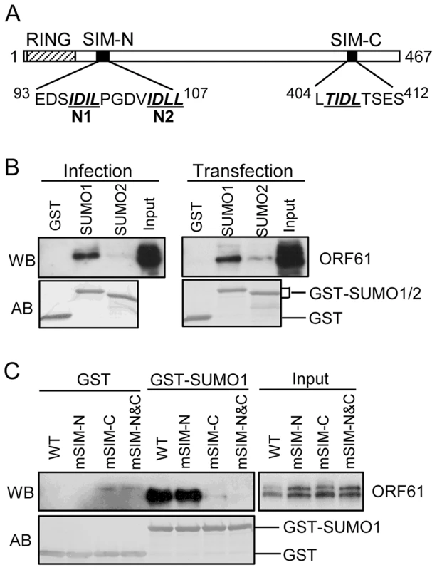 ORF61 binds to SUMO1/2 through conserved SUMO-interacting motifs (SIMs).