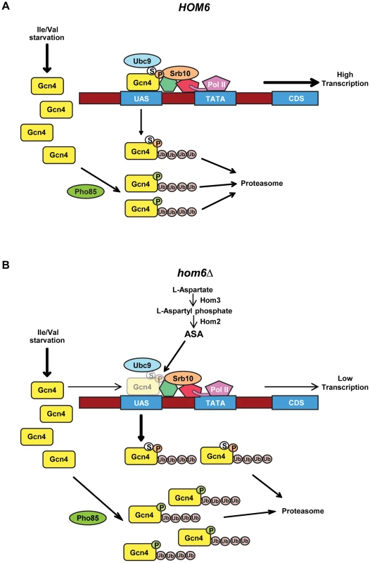 Model for the roles of Pho85 and Srb10 in accelerated turnover of Gcn4 in response to ASA accumulation in <i>hom6Δ</i> cells.