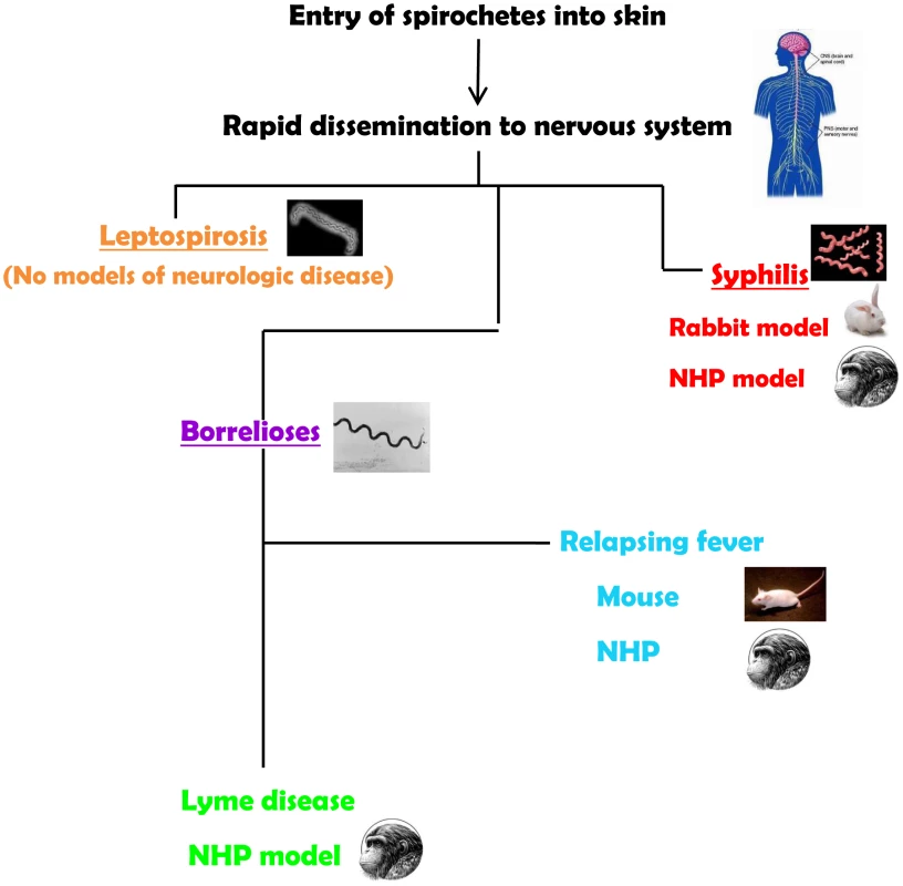 Summary of animal models for the neurospirochetoses.