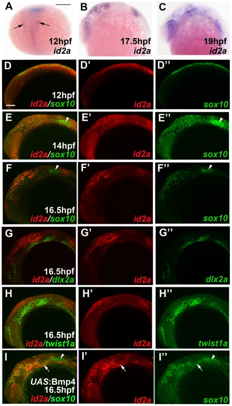 <i>id2a</i> is regulated by Bmps and excluded from the ectomesenchyme.