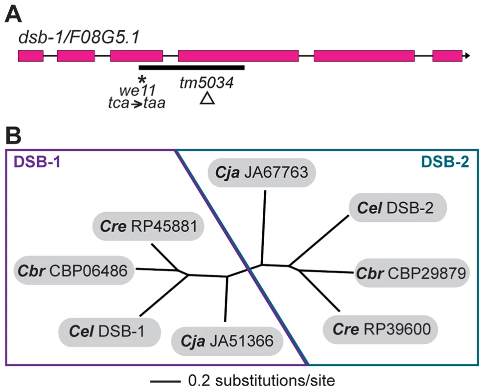 <i>dsb-1</i> is a novel gene that belongs to a poorly conserved gene family.