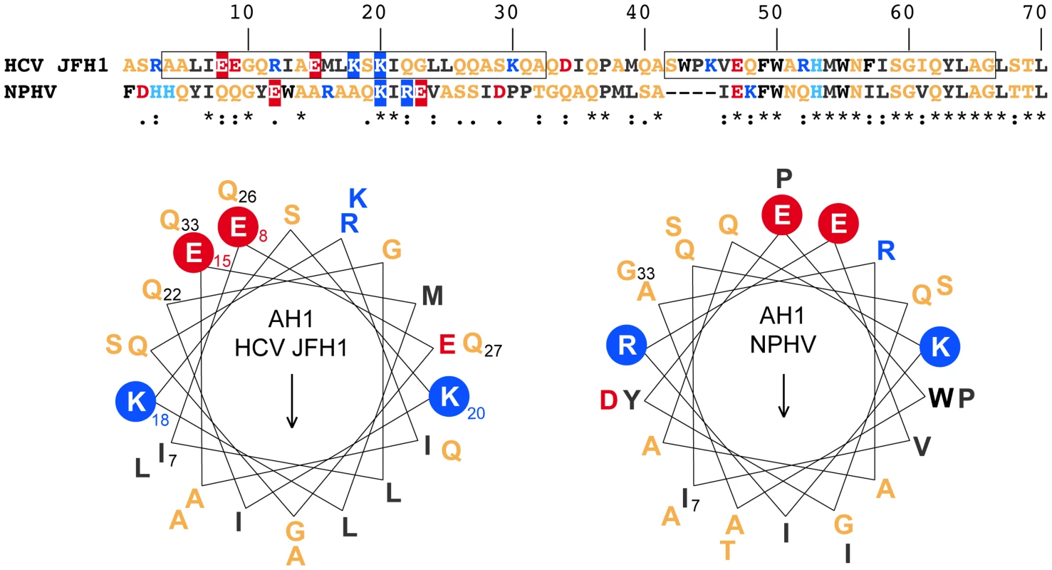NS4B AH1 is structurally conserved among phylogenetically distant hepaciviruses.